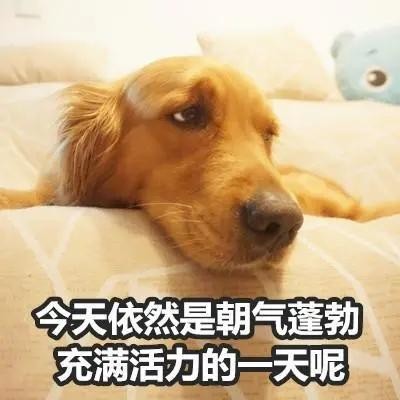 读懂狗狗12个肢体语言做最懂狗的铲屎官