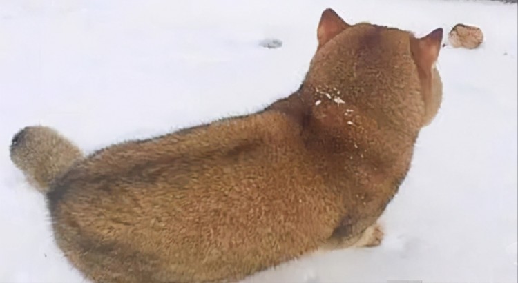 铲屎官上传爱宠的玩雪照片背影像极了柴犬一看正面网友笑翻了