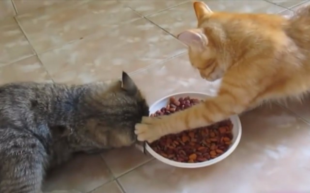 猫咪为什么会护食？猫咪护食怎么办？