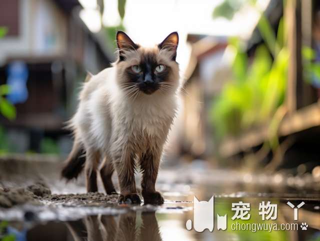 金猫银猫是定制酒吗？